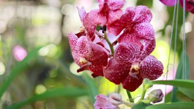 Bangkok pazarında canlı orkideler usulca sallanıyor