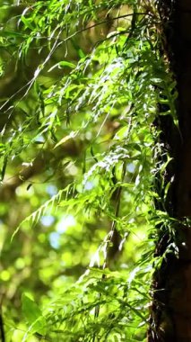 Canlı yeşil eğrelti otları Dorrigo 'nun yemyeşil ormanlarında güneşlenerek sakin ve doğal bir atmosfer yaratırlar.