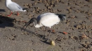 İki kuş bir yiyecek parçası üzerinde etkileşime girer..