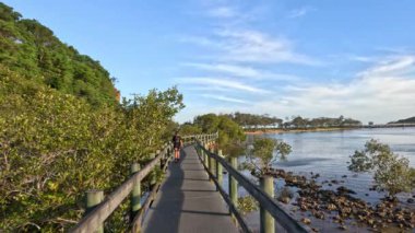 Mangrov ormanlarında yürüyen insanlar.