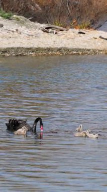 Siyah bir kuğu, Cygnetlerini doğal gün ışığı altında sakin bir göl boyunca geçirir ve besleyici davranışlar sergiler.