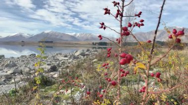 Canlı kırmızı böğürtlenler ve kayalık arazi parçalı bulutlu gökyüzünün altındaki Tekapo Gölü 'nün huzurlu manzarası