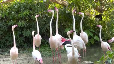 Flamingolar verimli bir hayvanat bahçesi ortamında etkileşim halindedirler.