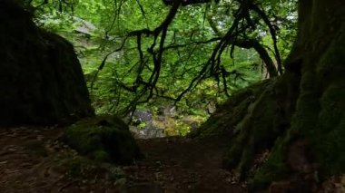 Bereketli yeşilliği olan manzaralı orman yolu