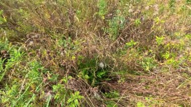 Rüzgarda sallanan otlar ve karahindibalar