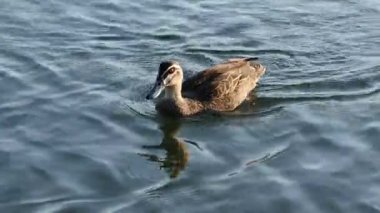 Bir ördek sakin bir göl boyunca süzülür.