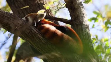 Kırmızı panda ağaç dalında dinleniyor.