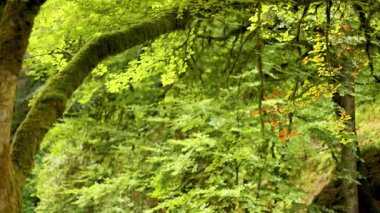 Ara sıra portakal yaprakları olan yemyeşil yapraklar.