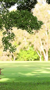 Güneşli ağaçlar ve parlak yeşilliklerle dolu yemyeşil bir park. Altın Sahili 'nde gün ışığında ele geçirildi.