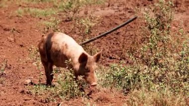 Bir domuz dünyayı keşfediyor ve kokluyor.