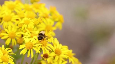 sarı çiçek nektarı toplamak arı