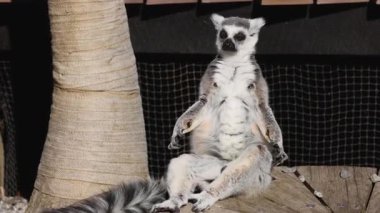 Lemur bir platformda oturuyor ve hafifçe hareket ediyor
