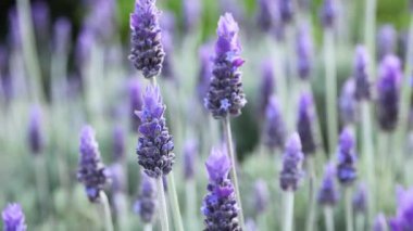 Lavanta çiçekleri rüzgarda hafifçe sallanıyor.