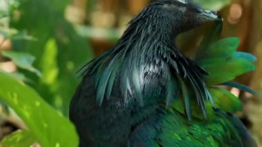 Bir Nicobar güvercini canlı tüylerini serer