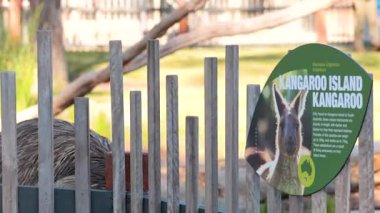 Melbourne hayvanat bahçesinde kanguru ve valabi işaretleri