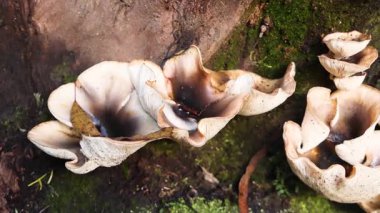 Yosunlu ağaç gövdesinde büyüyen mantarlar