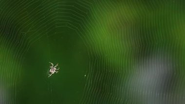 Örümcek zaman içinde karmaşık ağ oluşturur