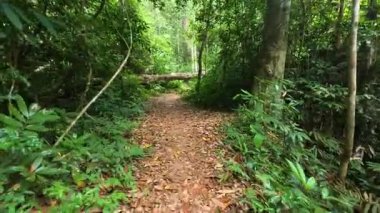 Büyük bir ağaç tarafından engellenmiş bir orman yolu.