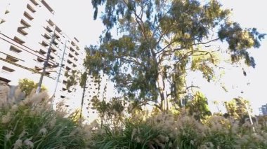 Melbourne parkında gün batımında ağaçlar ve binalar