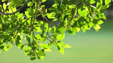 Parlak yeşil yapraklar güneş ışığında yavaşça sallanarak Gold Coast 'ta sakin ve doğal bir atmosfer yaratıyor.