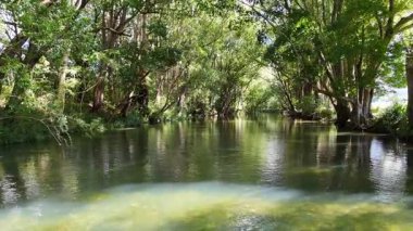 Bellingen, Avustralya 'daki yemyeşil yemyeşil bir nehir yumuşak kamera hareketi ve doğal ışıklandırmayla yakalanır.