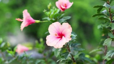 Doğal ortamda çeşitli çiçekler ve bitkiler