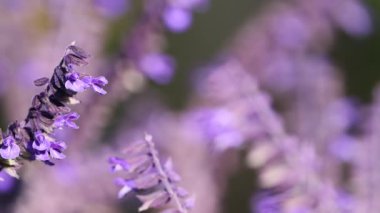 Bulanık arkaplanı olan lavanta çiçeklerinin yakın çekimi