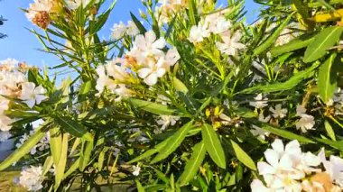 Beyaz Neryum çiçekleri açık mavi gökyüzünün altında