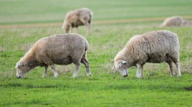 Yeşil bir tarlada huzur içinde otlayan koyunlar