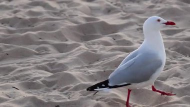 Kumsalda yürüyen bir martı.