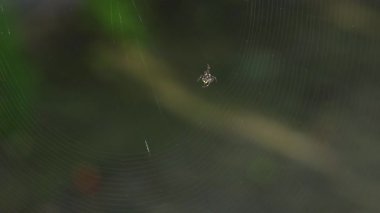 Örümceğin örümcekçiliğe yakın çekim ve karmaşık ağ