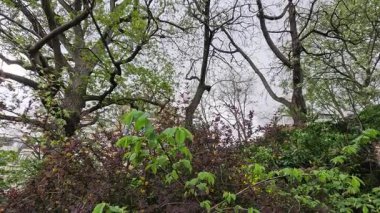 Paris parkında ağaçlar ve bitkiler