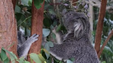 Koala doğal ortamdaki ağaçla etkileşim halindedir.