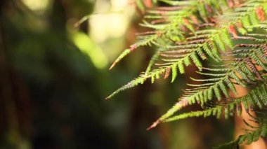 Yağmur ormanlarında eğreltiotu yaprağına yakın çekim