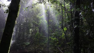 Yoğun bir ormandaki güneş ışınları sisi delip geçiyor.