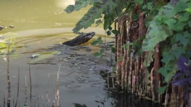 Kertenkele suya giriyor ve su sıçratıyor..