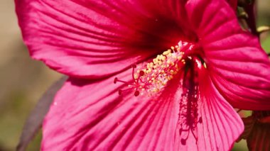 Canlı bir amber çiçeğinin detaylı görüntüsü