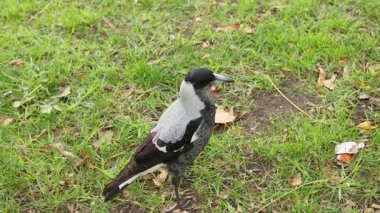 Bir saksağan otları keşfediyor ve otlatıyor.