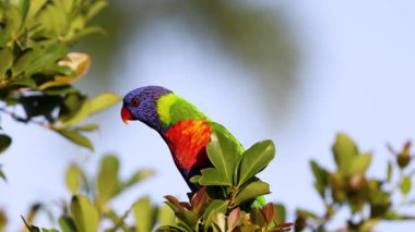 Altın Sahili 'nde araştıran renkli kuş.