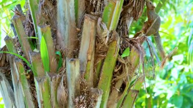 Bir sincap güpegündüz bir palmiye ağacında dolaşır, çevikliğini gösterir Bangkok, Tayland 'da yemyeşil bir çevrede