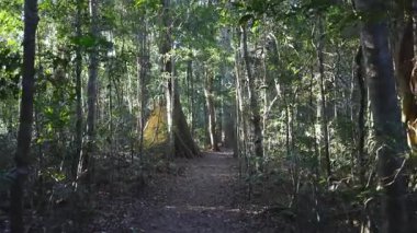 Bereketli yağmur ormanlarında huzurlu bir yürüyüş