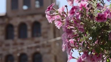 Arkaplanda tarihi bina bulunan pembe çiçekler