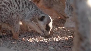 Avustralya Hayvanat Bahçesi 'nde çakıl kazısı