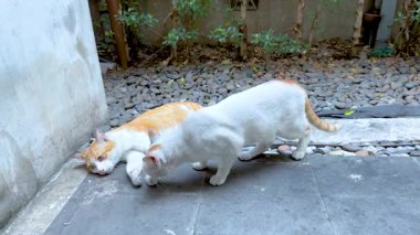 Sessiz bir sokakta birbirine sokulmuş iki kedi