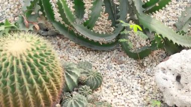 Kaktüs ve sulular kumlu bir ortamda