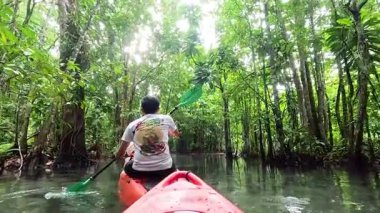 Bereketli, sakin mangrov ormanlarında kürek çekme macerası