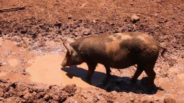 Bir domuz çamurlu arazide yürür ve debelenir..