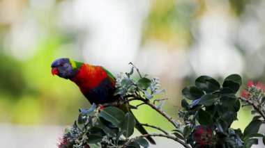 Gökkuşağı lorisi renkli çiçeklerle verimli, güneşli bir ortamda etkileşime girer ve canlı tüylerini ve doğal davranışlarını gösterir.