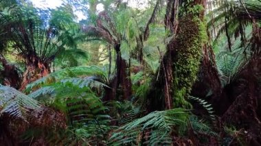 Yeşillik ve yağmur ormanlarında yükselen ağaçlar.