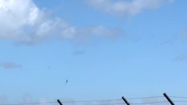 F-22 Raptor, Avustralya, Geelong 'daki Avalon Airshow' da açık mavi gökyüzüne karşı hava manevraları gerçekleştirir. Güpegündüz yakalandılar.